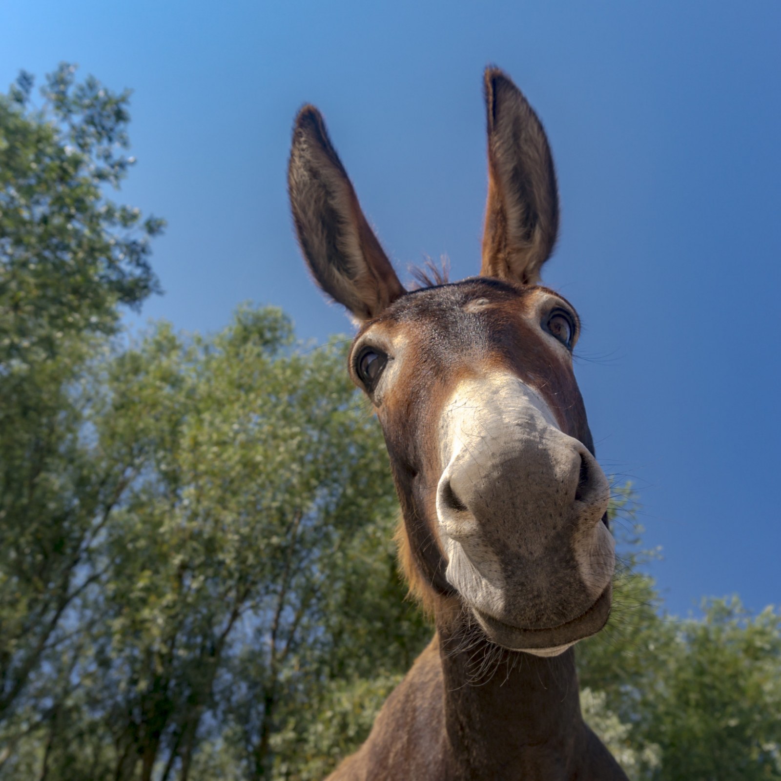 detail-picture-of-donkey-koleksi-nomer-13