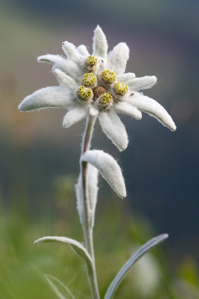 Detail Picture Of Edelweiss Flower Nomer 2