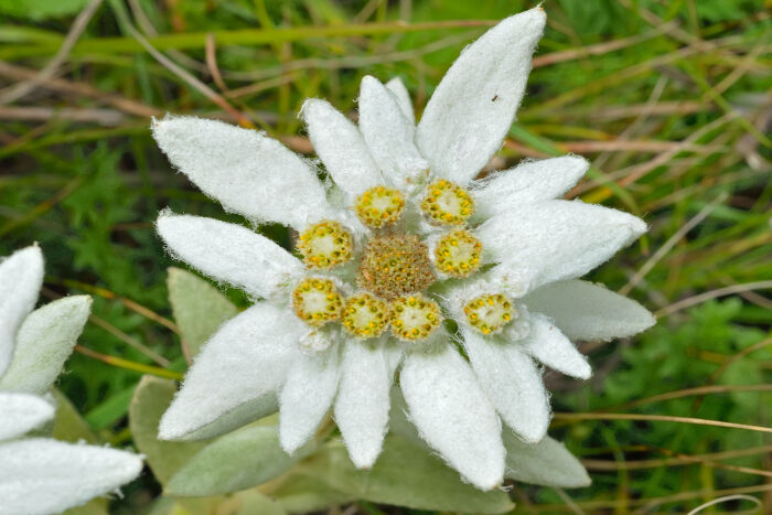 Detail Picture Of Edelweiss Flower Nomer 10