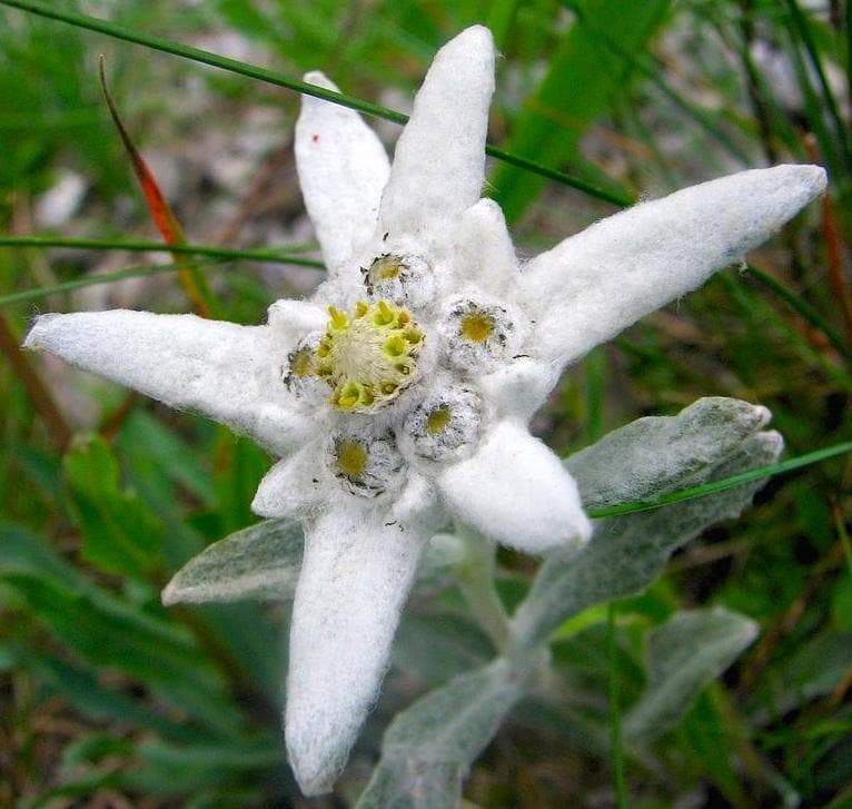 Detail Picture Of Edelweiss Flower Nomer 12