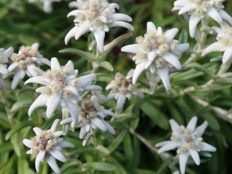 Detail Picture Of Edelweiss Flower Nomer 23