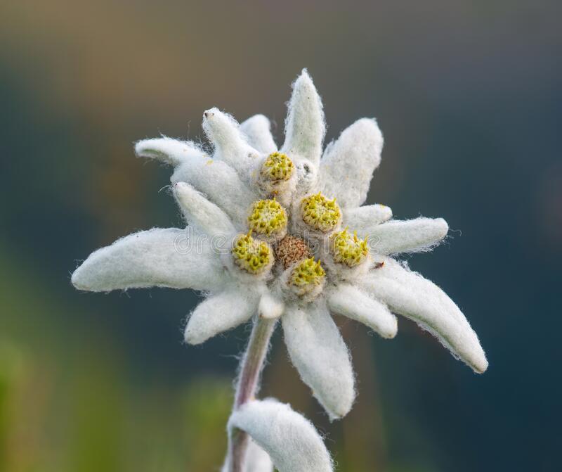 Detail Picture Of Edelweiss Flower Nomer 27