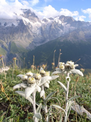 Detail Picture Of Edelweiss Flower Nomer 28