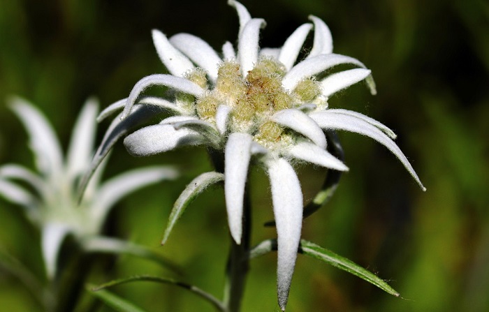 Detail Picture Of Edelweiss Flower Nomer 33