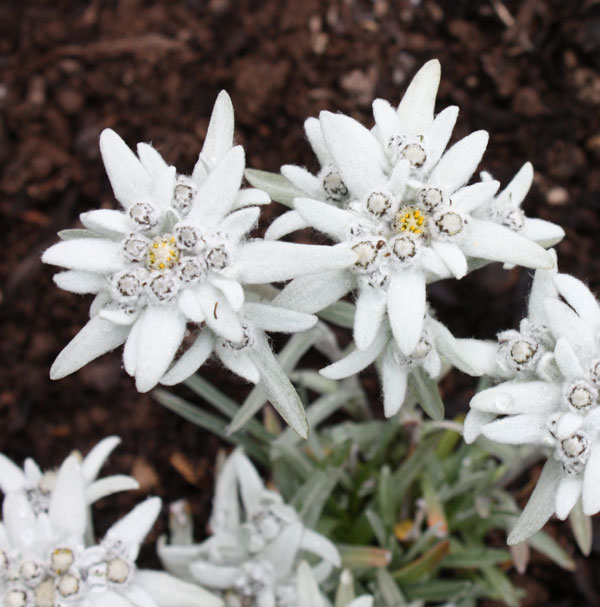 Detail Picture Of Edelweiss Flower Nomer 36