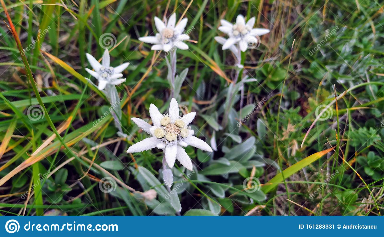 Detail Picture Of Edelweiss Flower Nomer 39