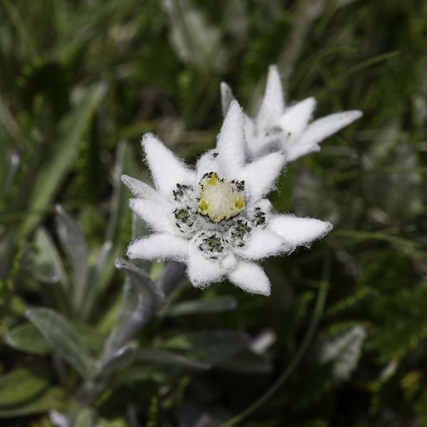 Detail Picture Of Edelweiss Flower Nomer 40