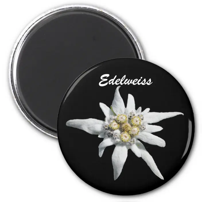 Detail Picture Of Edelweiss Flower Nomer 44