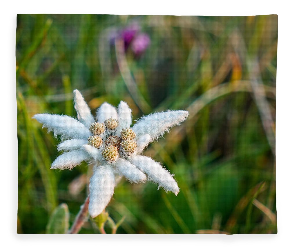 Detail Picture Of Edelweiss Flower Nomer 45