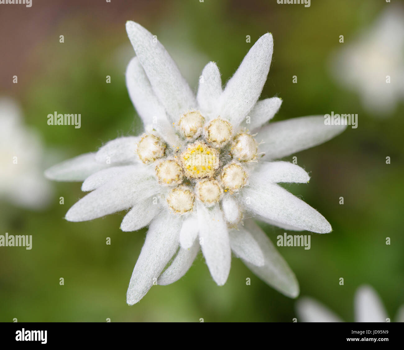 Detail Picture Of Edelweiss Flower Nomer 5