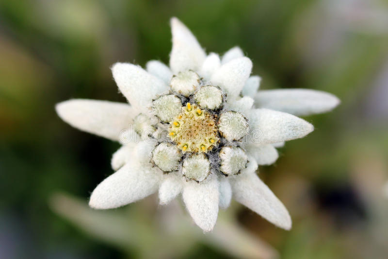 Detail Picture Of Edelweiss Flower Nomer 52