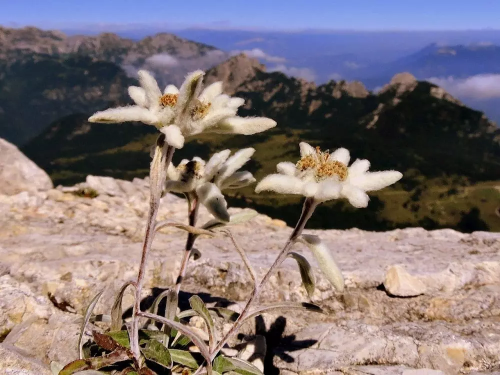 Detail Picture Of Edelweiss Flower Nomer 54