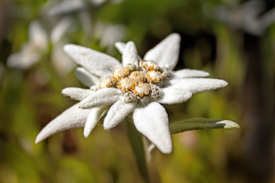 Detail Picture Of Edelweiss Flower Nomer 6