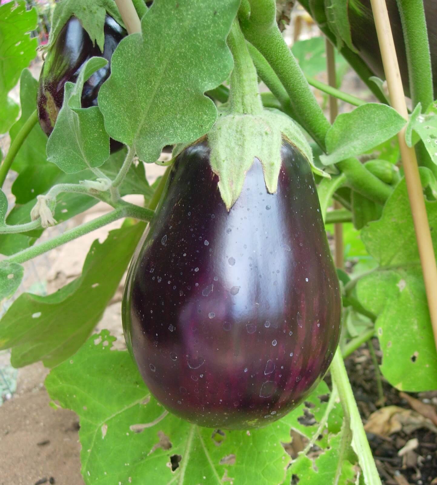 Detail Picture Of Egg Plant Nomer 35