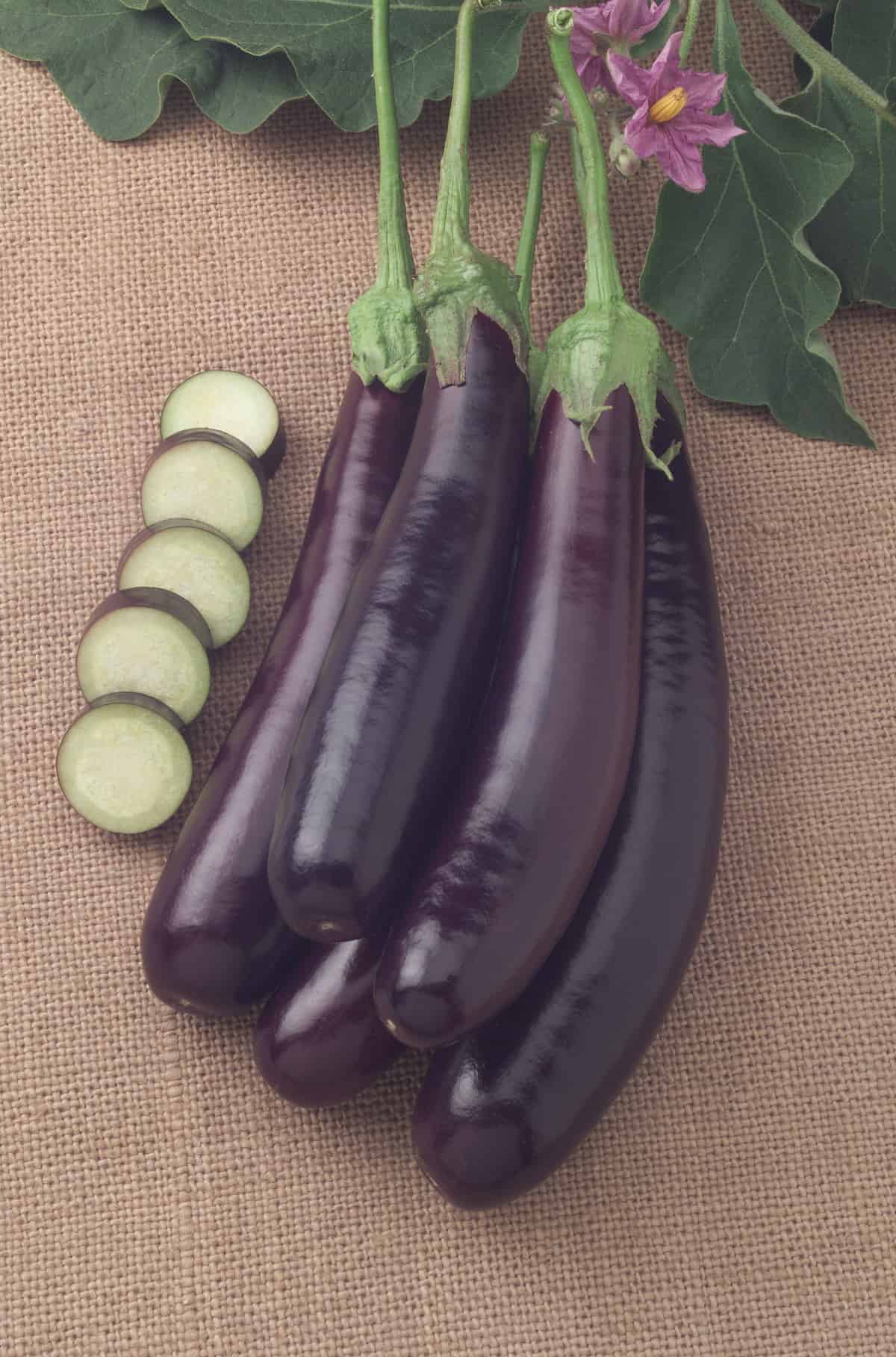 Detail Picture Of Egg Plant Nomer 41