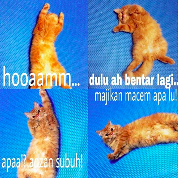 Detail Meme Nasi Kucing Nomer 26