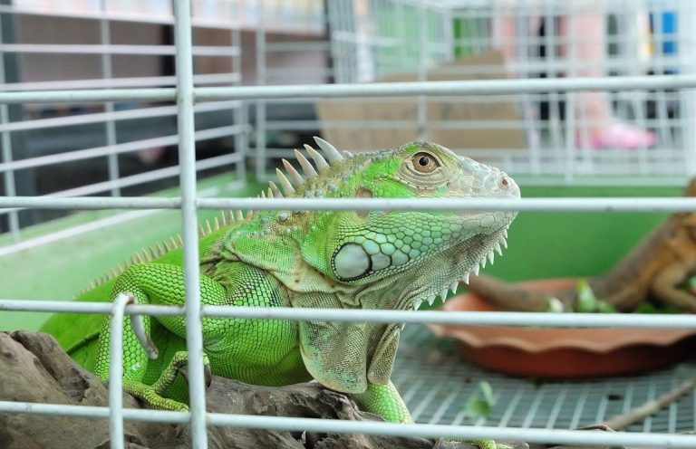 Memelihara Iguana Di Rumah - KibrisPDR