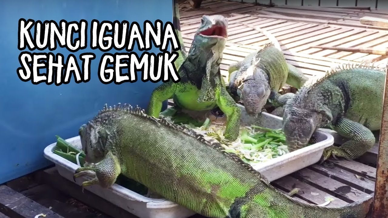 Detail Memelihara Iguana Di Rumah Nomer 45