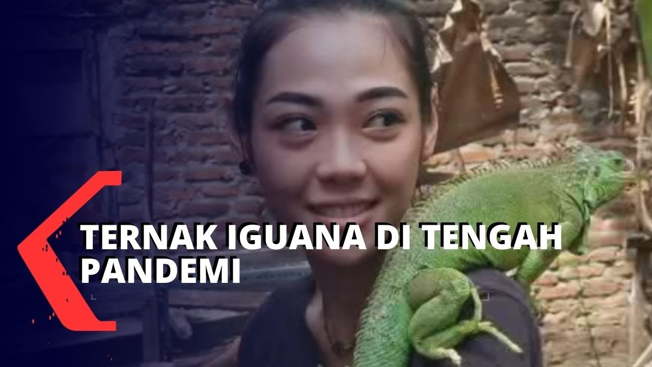 Detail Memelihara Iguana Di Rumah Nomer 47