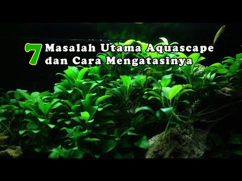 Detail Memelihara Ubur Ubur Di Akuarium Nomer 27