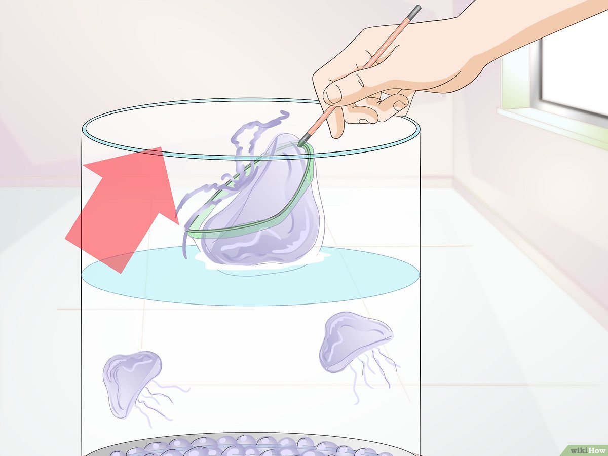 Detail Memelihara Ubur Ubur Di Akuarium Nomer 7