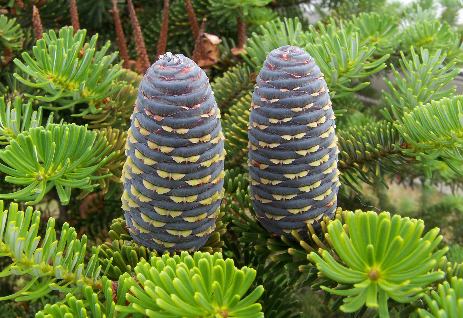 Detail Picture Of Fir Tree Nomer 2