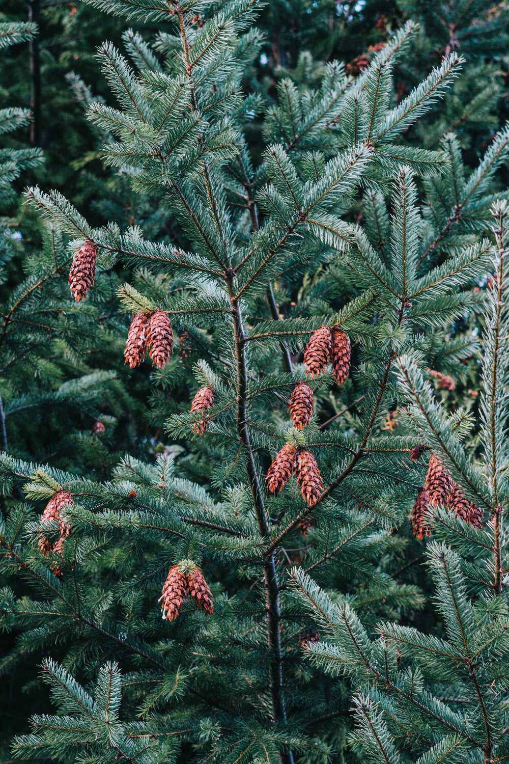 Detail Picture Of Fir Tree Nomer 21