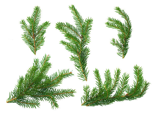 Detail Picture Of Fir Tree Nomer 30