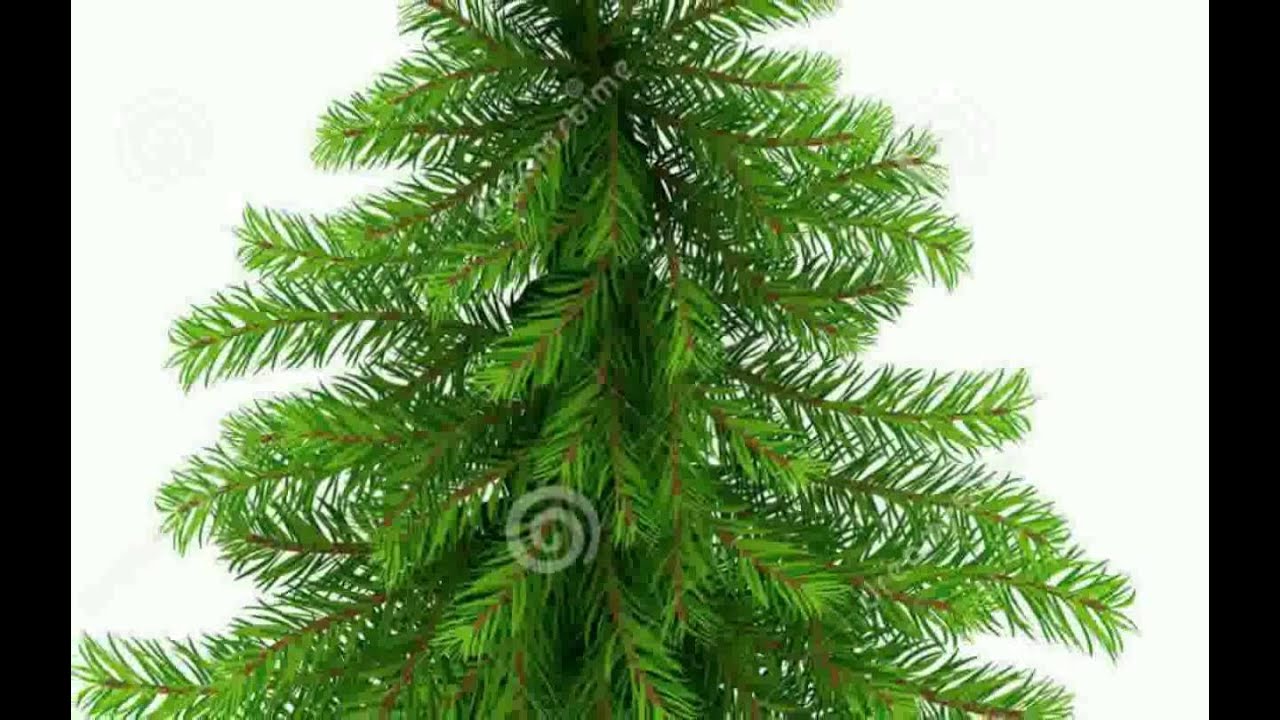 Detail Picture Of Fir Tree Nomer 40