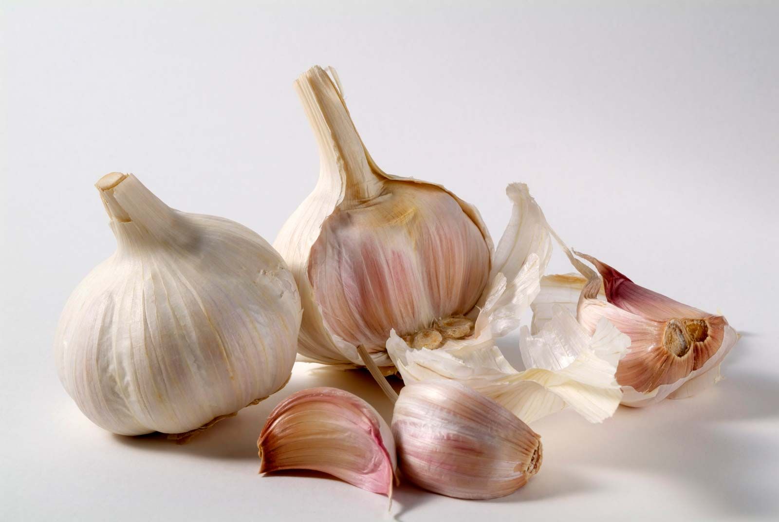 Detail Picture Of Garlic Nomer 16