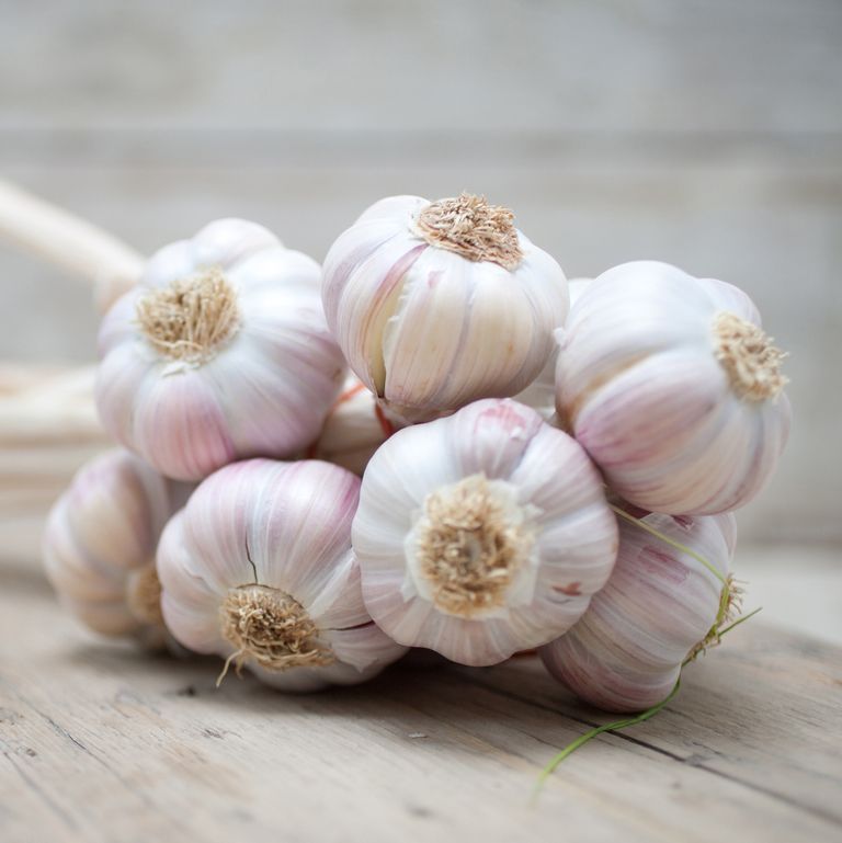 Detail Picture Of Garlic Nomer 3