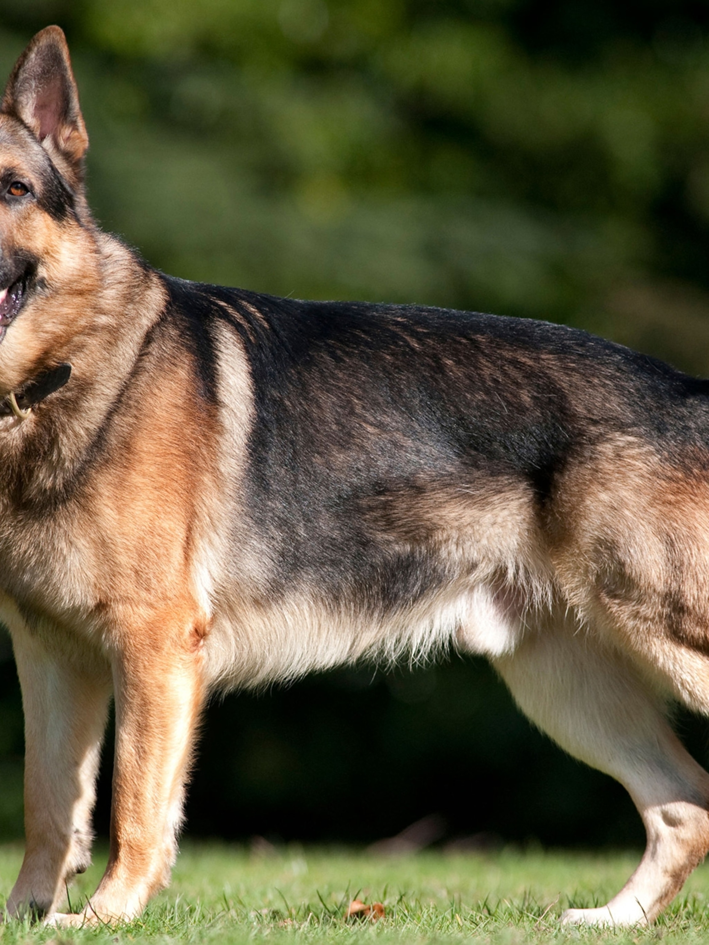 Detail Picture Of German Shepherd Nomer 14