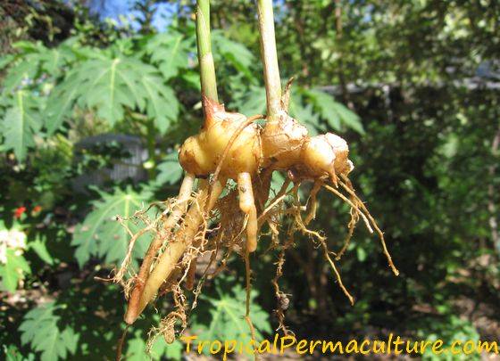 Detail Picture Of Ginger Plant Nomer 14