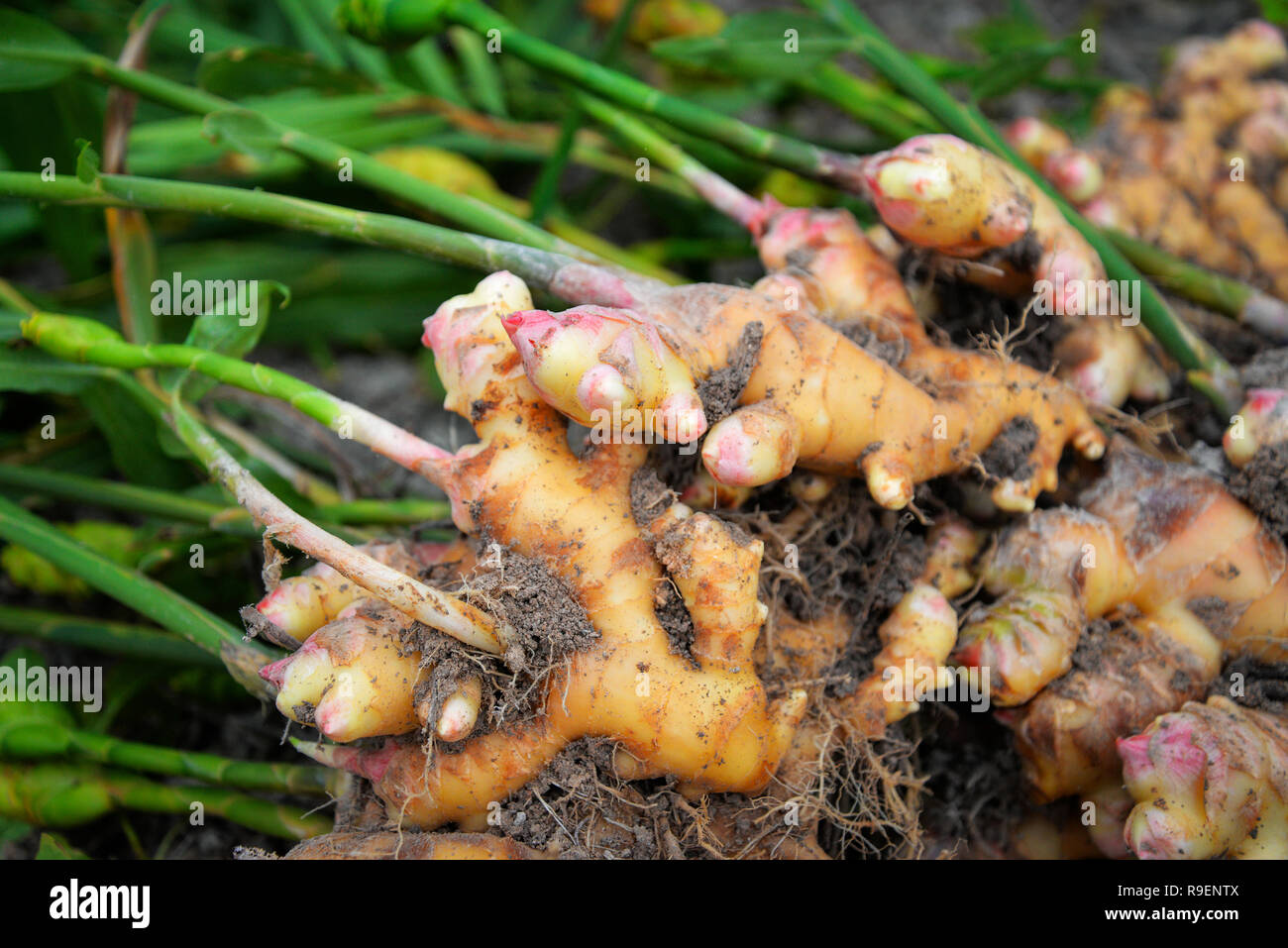 Detail Picture Of Ginger Plant Nomer 20