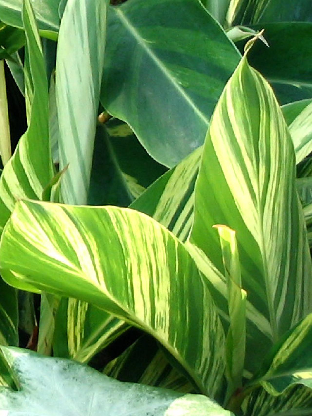 Detail Picture Of Ginger Plant Nomer 36