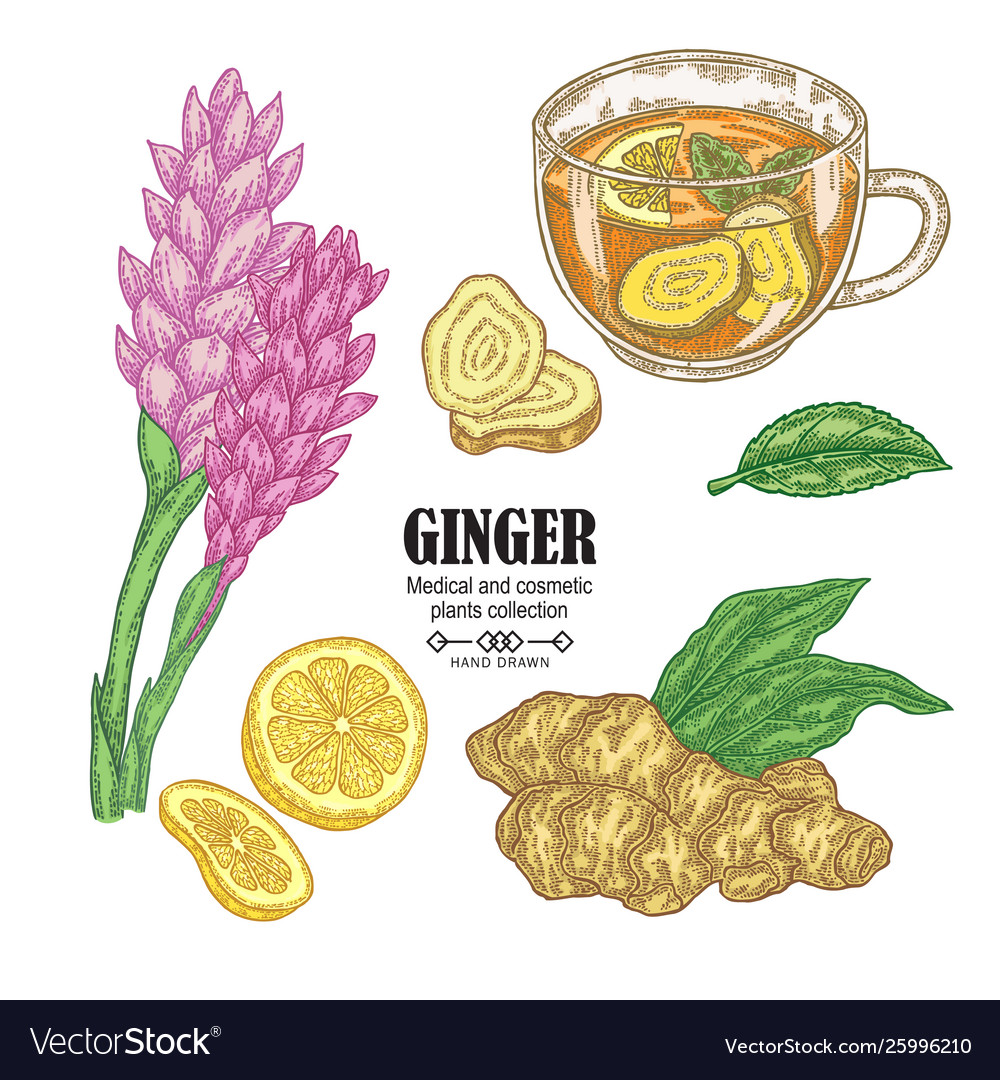 Detail Picture Of Ginger Plant Nomer 47