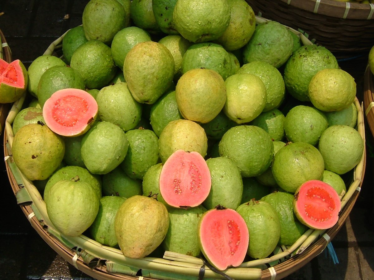 Picture Of Guava Fruit - KibrisPDR