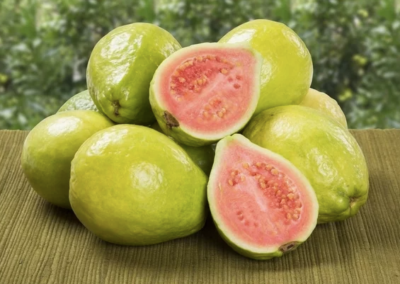 Detail Picture Of Guava Fruit Nomer 22