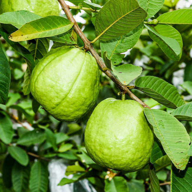 Detail Picture Of Guava Fruit Nomer 35