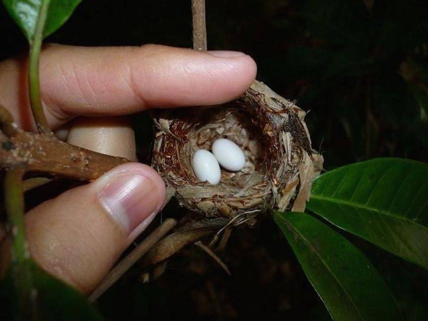 Detail Picture Of Hummingbird Eggs Nomer 8