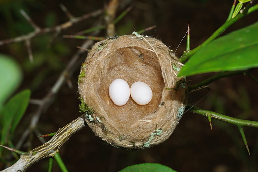 Detail Picture Of Hummingbird Eggs Nomer 11