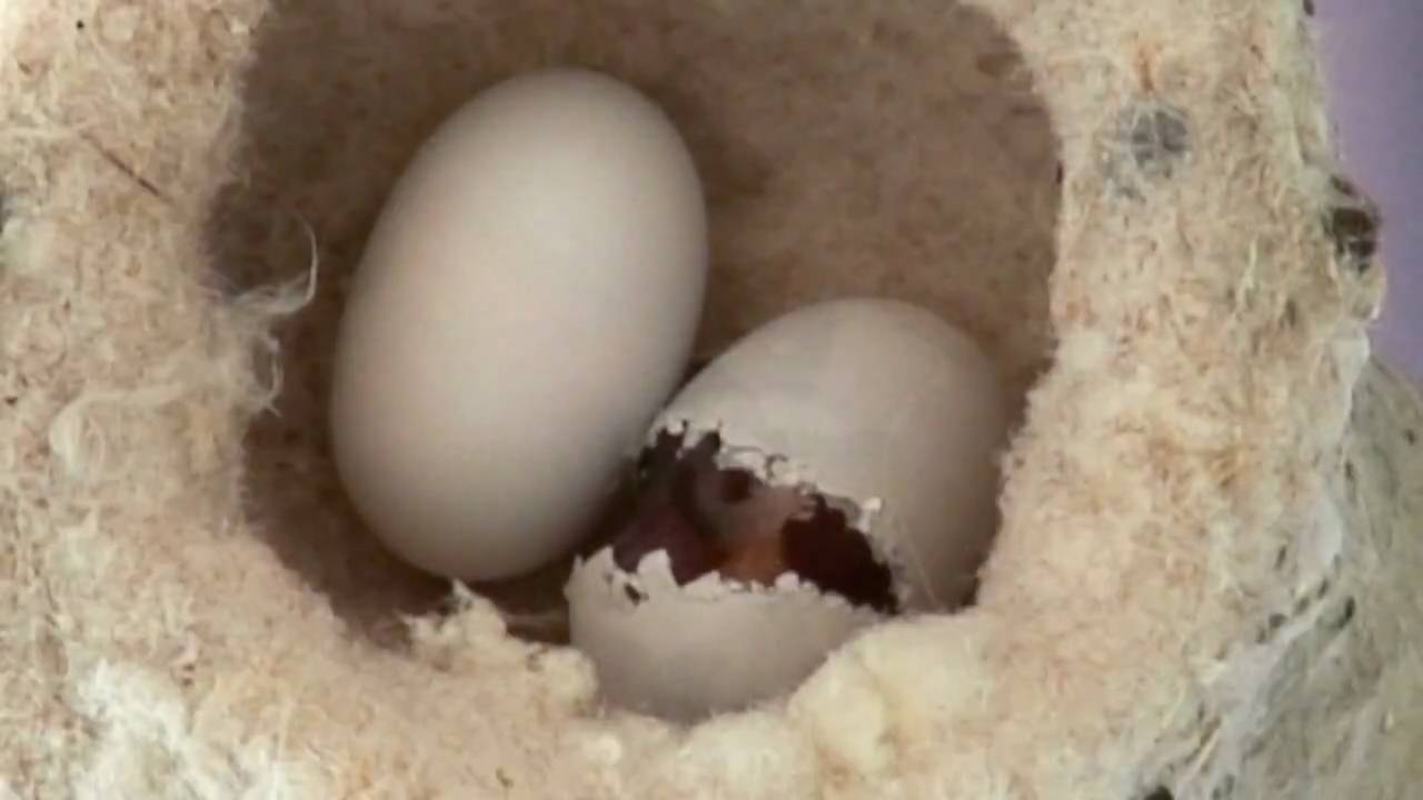 Detail Picture Of Hummingbird Eggs Nomer 20