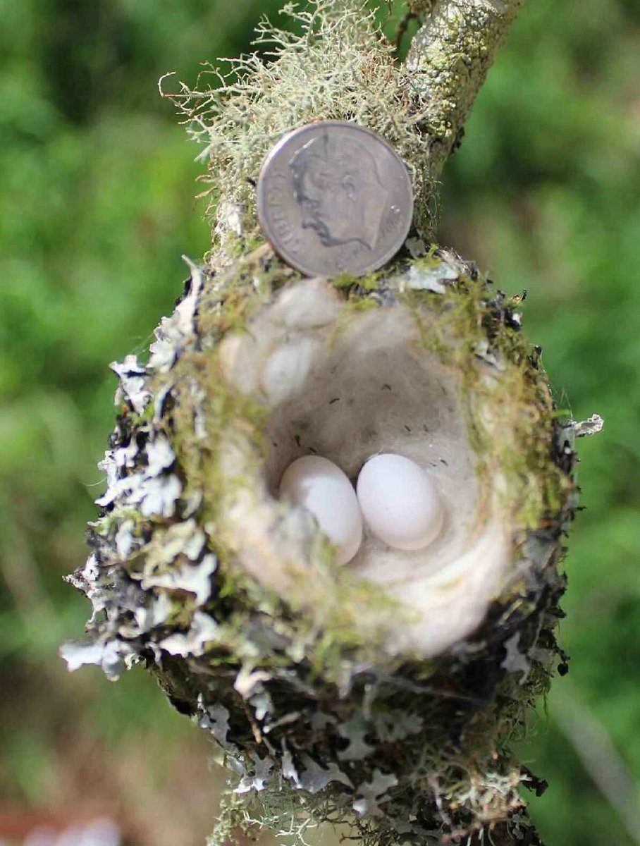 Detail Picture Of Hummingbird Eggs Nomer 3