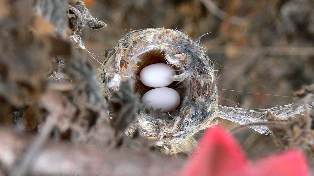 Detail Picture Of Hummingbird Eggs Nomer 23