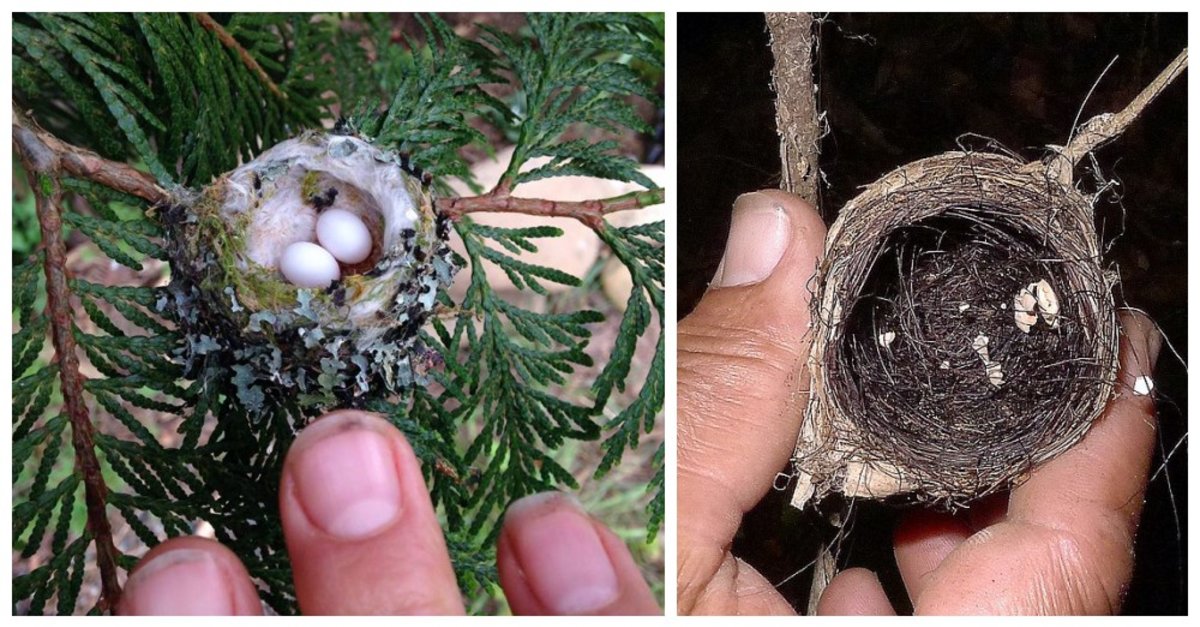 Detail Picture Of Hummingbird Eggs Nomer 25