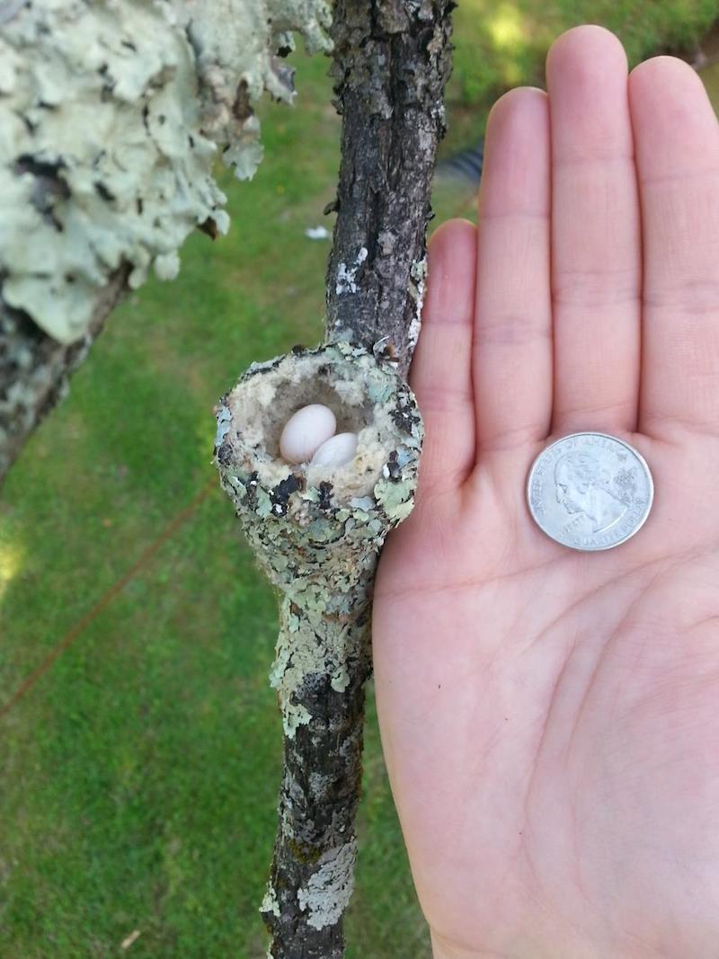 Detail Picture Of Hummingbird Eggs Nomer 30