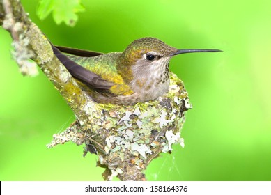 Detail Picture Of Hummingbird Eggs Nomer 32