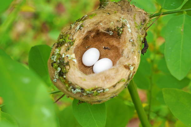 Detail Picture Of Hummingbird Eggs Nomer 35