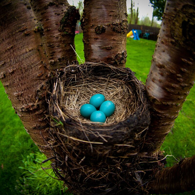 Detail Picture Of Hummingbird Eggs Nomer 40