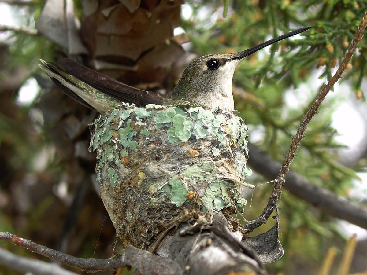 Detail Picture Of Hummingbird Eggs Nomer 41